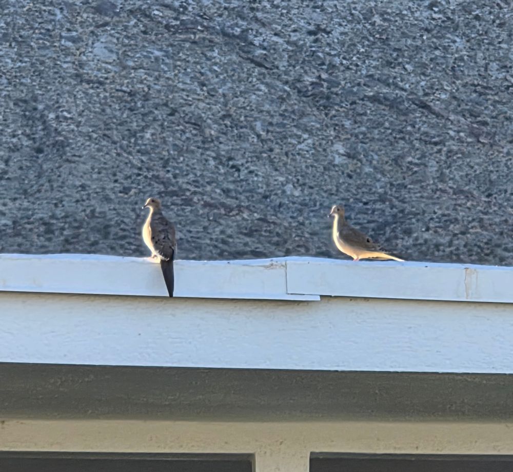 Mourning Doves, Historic Indian Canyons Neighborhood, Palm Springs, November 7, 2025.

More flora and photos:

https://www.inaturalist.org/observations?place_id=any&user_id=dgrimmphd&verifiable=any

#Bird
#Birds
#Nature
#Wildlife
#BirdsUS
#Dove
#Doves
#MourningDove
#PalmSprings