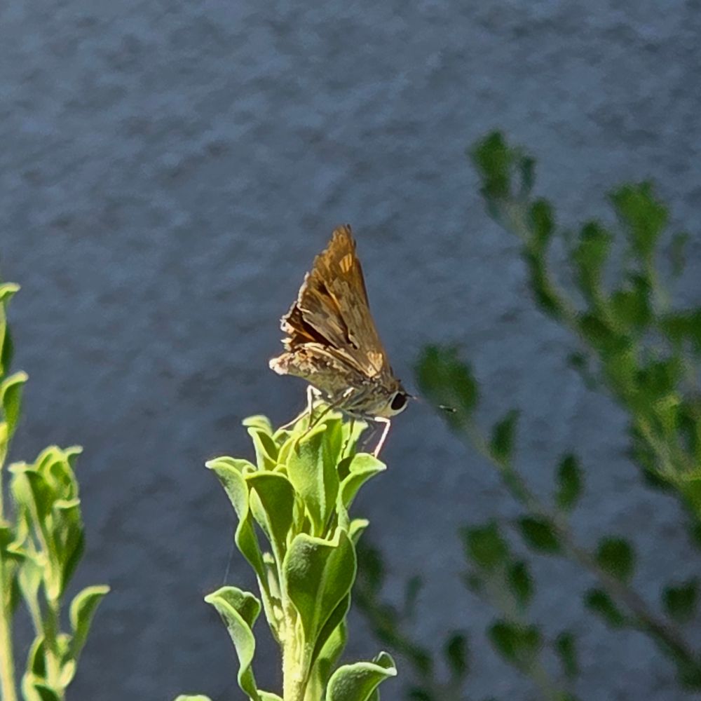 Ovipositing Fiery Skipper, Historic Villa Roma, Palm Springs, July 1, 2025.

More flora and fauna photos:

https://www.inaturalist.org/observations?place_id=any&user_id=dgrimmphd&verifiable=any

#Insect
#Insects
#Nature
#Wildlife
#Butterfly
#Butterflies
#Skipper
#Skippers
#FierySkipper
#PalmSprings