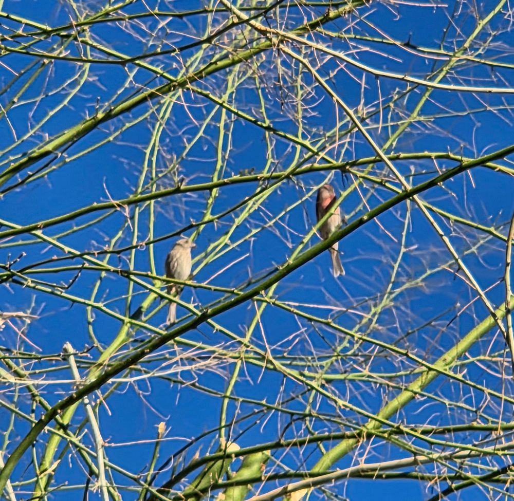 House Finches, Historic Villa Roma, Palm Springs, November 7, 2025.

More flora and photos:

https://www.inaturalist.org/observations?place_id=any&user_id=dgrimmphd&verifiable=any

#Bird
#Birds
#Nature
#Wildlife
#BirdsUS
#Finch
#Finches
#HouseFinch
#PalmSprings
#CoachellaValley