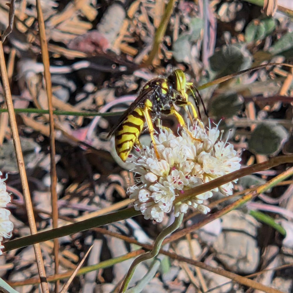 Prairie Yellowjacket pollinating a Naked Buckwheat, Yosemite National Park, Inyo National Forest, August 9, 2025.

More flora and fauna photos:

https://www.inaturalist.org/observations?place_id=any&user_id=dgrimmphd&verifiable=any

#Insect
#Insects
#Nature
#Wildlife
#PrairieYellowjacket
#InyoNationalForest
#YosemiteNationalPark
