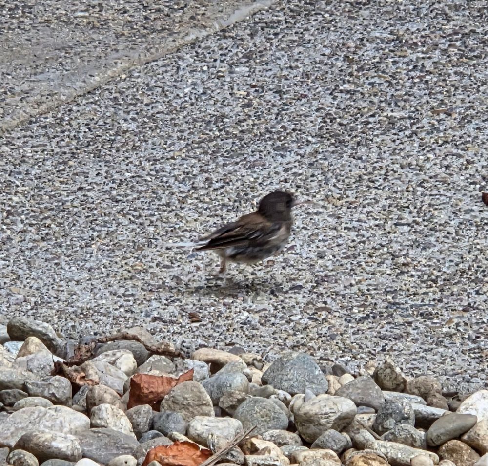 Dark-eyed Junco foraging for brunch, The Lodge at Torrey Pines, Torrey Pines, San Diego, September 1, 2025. More flora and photos: https://www.inaturalist.org/observations?place_id=any&user_id=dgrimmphd&verifiable=any #Bird #Birds #Nature #Wildlife #BirdsUS #Junco #Juncos #DarkeyedJunco #TheLodgeatTorreyPines #TorreyPines #SanDiego