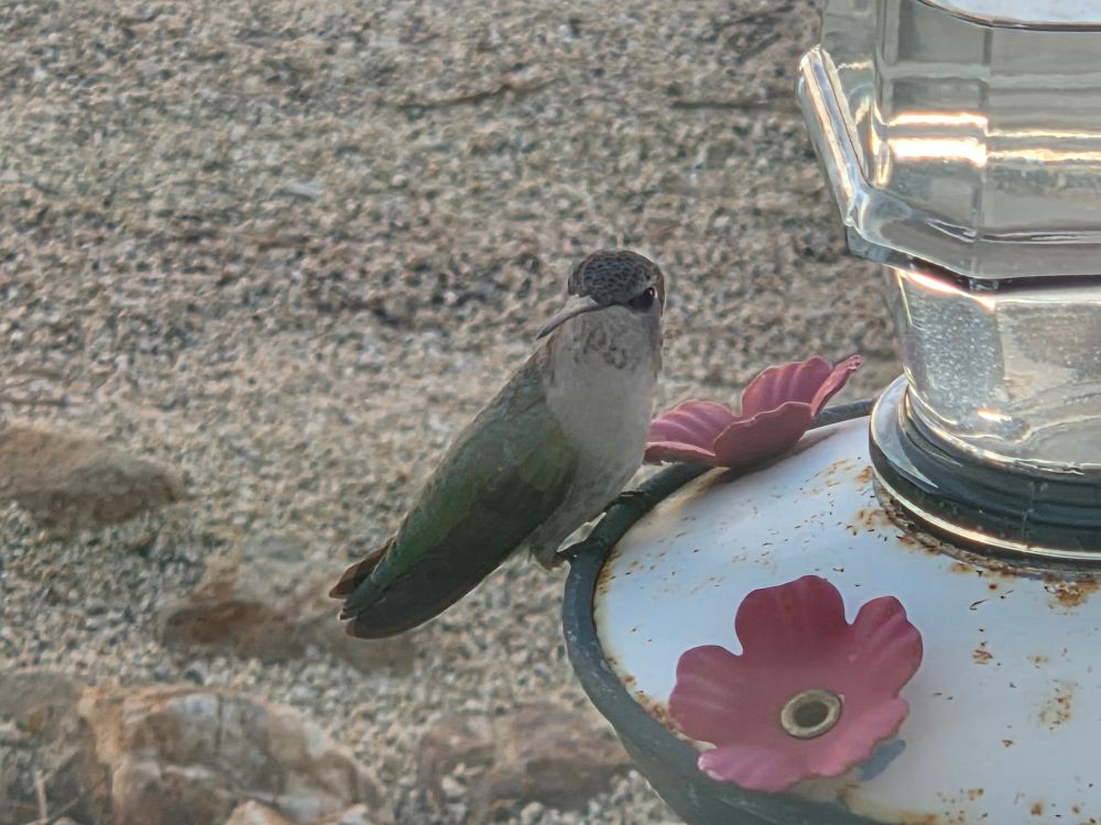 Adult female Costa's Hummingbird at the feeder, Historic Villa Roma, Palm Springs, November 10, 2025.

More flora and photos:

https://www.inaturalist.org/observations?place_id=any&user_id=dgrimmphd&verifiable=any

#Bird
#Birds
#Nature
#Wildlife
#BirdsUS
#Hummingbird
#Hummingbirds
#CostasHummingbird
#PalmSprings