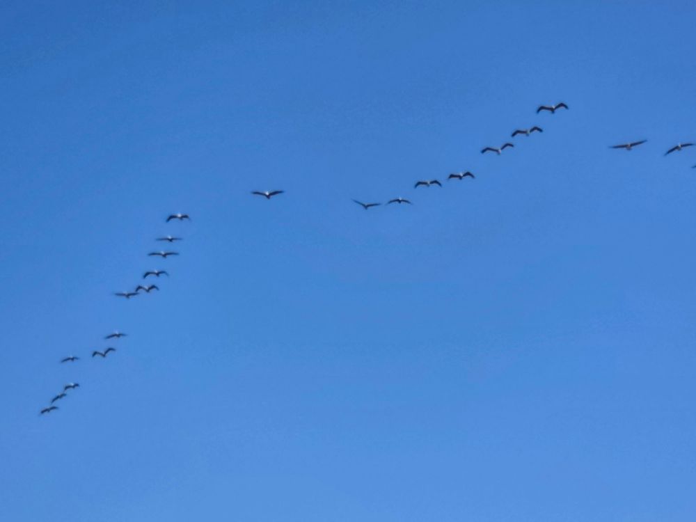 Brown Pelicans flying in formation, Coastal Trail at Cabrillo National Monument, Point Loma, August 31, 2025. More flora and photos: https://www.inaturalist.org/observations?place_id=any&user_id=dgrimmphd&verifiable=any #Bird #Birds #Nature #Wildlife #BirdsUS #Pelican #Pelicans #BrownPelican #CoastalTrail #CabrilloNationalMonument #SanDiego