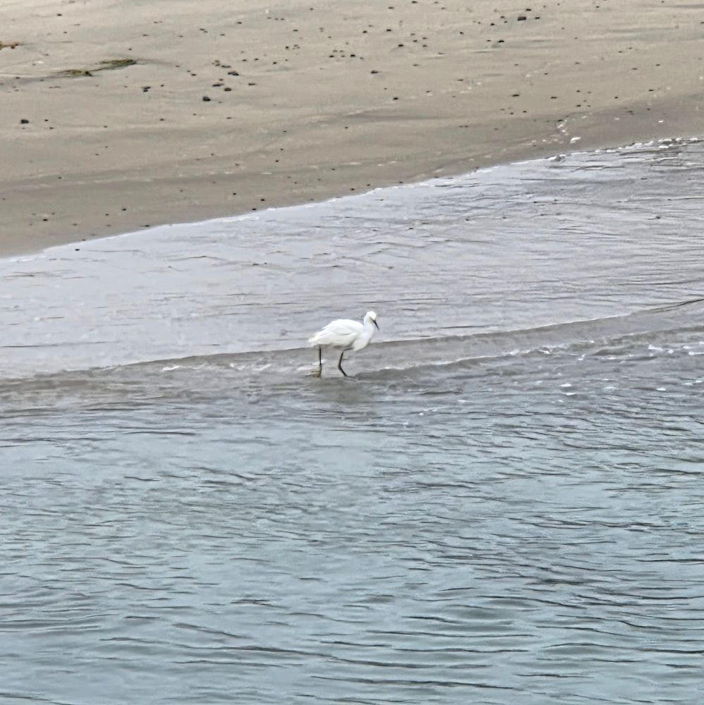 Snowy Egret, Torrey Preserve, Torrey Pines State Beach, August 28, 2025. More flora and photos: https://www.inaturalist.org/observations?place_id=any&user_id=dgrimmphd&verifiable=any #Bird #Birds #Nature #Wildlife #BirdsUS #Egret #Egrets #SnowyEgret #TorreyPreserve #TorreyPinesStateBeach #TorreyPines #LaJolla