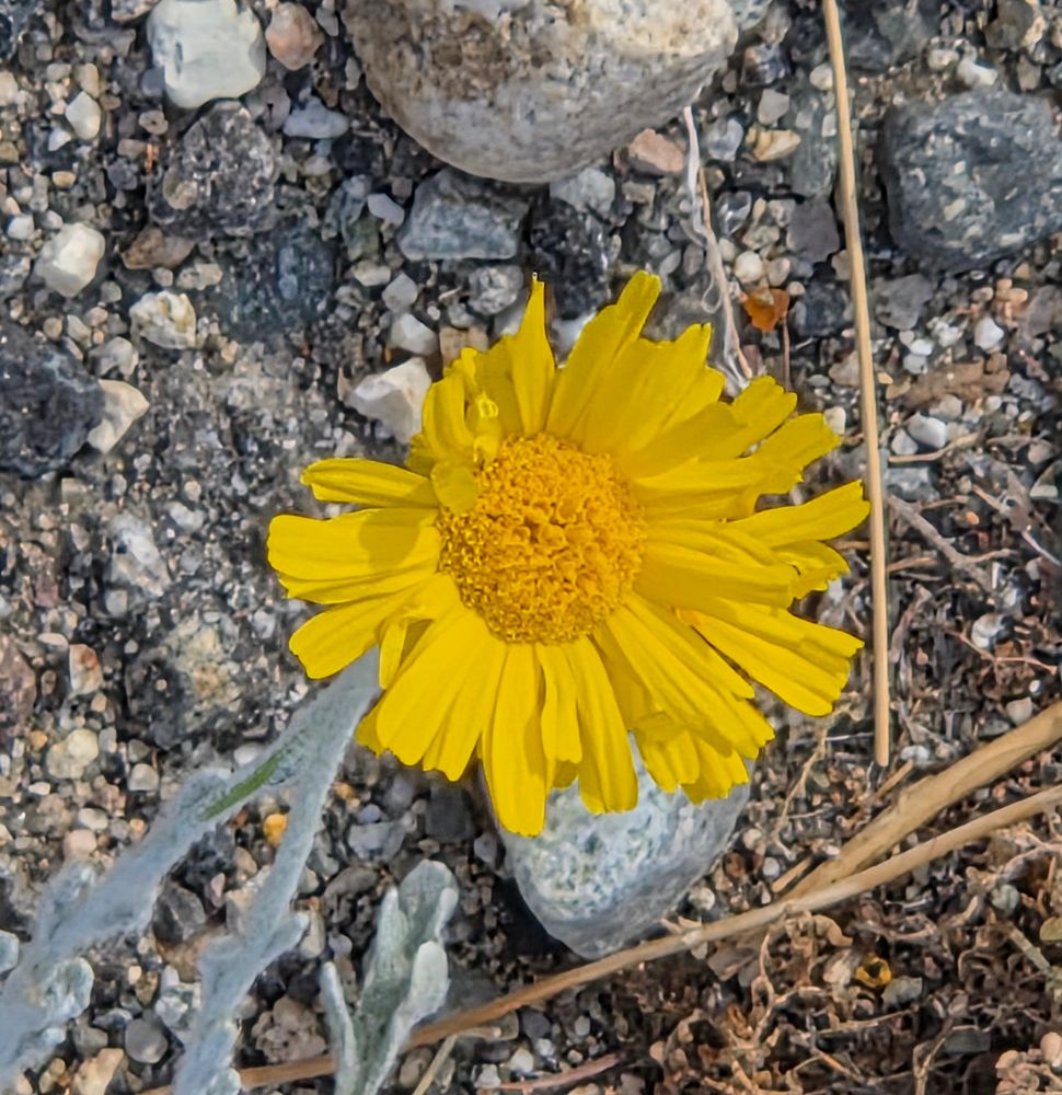Desert Marigold budding and blooming, Palm Springs, Coachella Valley, November 11, 2025.

More flora and fauna photos:

https://www.inaturalist.org/observations?place_id=any&user_id=dgrimmphd&verifiable=any

#Flower
#Flowers
#Nature
#Marigold
#Marigolds
#DesertMarigold
#DesertHotSprings
#CoachellaValley