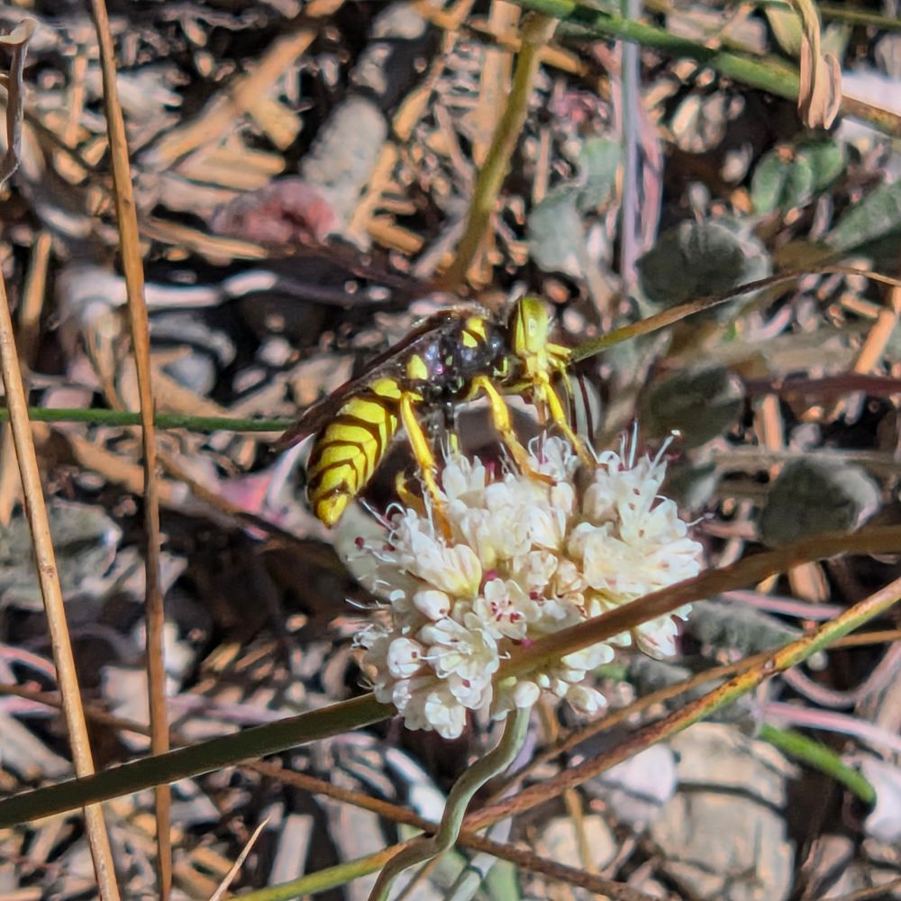 Prairie Yellowjacket pollinating a Naked Buckwheat, Yosemite National Park, Inyo National Forest, August 9, 2025.

More flora and fauna photos:

https://www.inaturalist.org/observations?place_id=any&user_id=dgrimmphd&verifiable=any

#Insect
#Insects
#Nature
#Wildlife
#PrairieYellowjacket
#InyoNationalForest
#YosemiteNationalPark