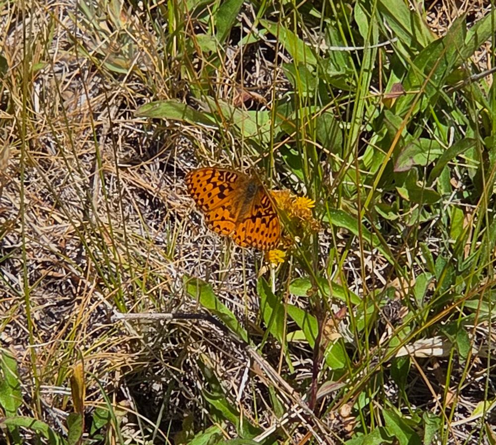 Mormon Fritillary pollinating a Northern Goldenrod, Yosemite National Park, August 9, 2025.

More flora and fauna photos:

https://www.inaturalist.org/observations?place_id=any&user_id=dgrimmphd&verifiable=any

#Insect
#Insects
#Nature
#Wildlife
#Butterfly
#Butterflies
#Fritillary
#MormonFritillary
#InyoNationalForest
#YosemiteNationalPark