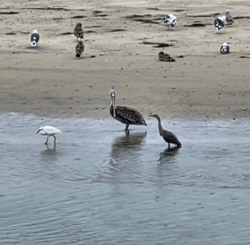Snowy Egret, Brown Pelican and Dickey's Egret, Torrey Preserve, Torrey Pines State Beach, August 28, 2025. More flora and photos: https://www.inaturalist.org/observations?place_id=any&user_id=dgrimmphd&verifiable=any #Bird #Birds #Nature #Wildlife #BirdsUS #SnowyEgret #BrownPelican #DickeysEgret #TorreyPreserve #TorreyPinesStateBeach #SanDiego