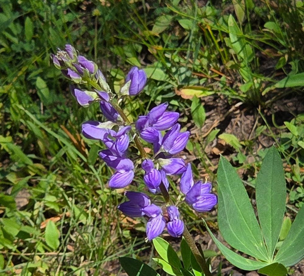 Burke's Lupine budding and blooming, Yosemite National Park, Inyo National Forest, August 9, 2025.

More flora & fauna photos:

https://www.inaturalist.org/observations?place_id=any&user_id=dgrimmphd&verifiable=any

#Flower
#Flowers
#Nature
#Lupine
#Lupines
#BurkesLupine
#YosemiteNationalPark
#InyoNationalForest