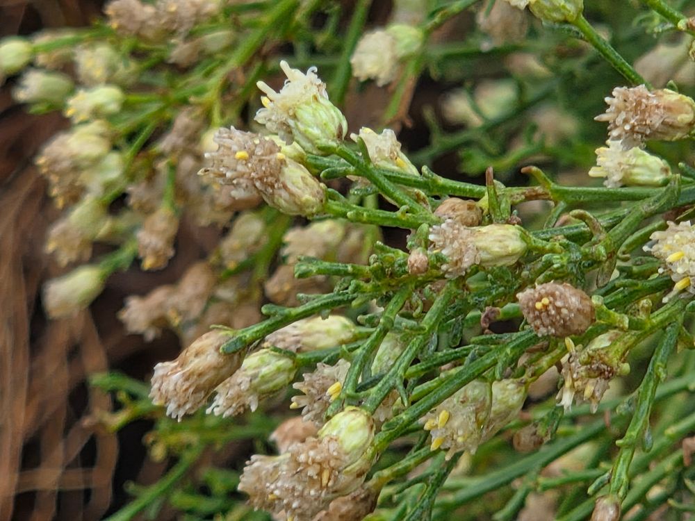 Desert Broom budding and blooming, Palm Springs, Coachella Valley, November 15, 2025.

More flora and fauna photos:

https://www.inaturalist.org/observations?place_id=any&user_id=dgrimmphd&verifiable=any

#Flower
#Flowers
#Nature
#DesertBroom
#PalmSprings
#CoachellaValley