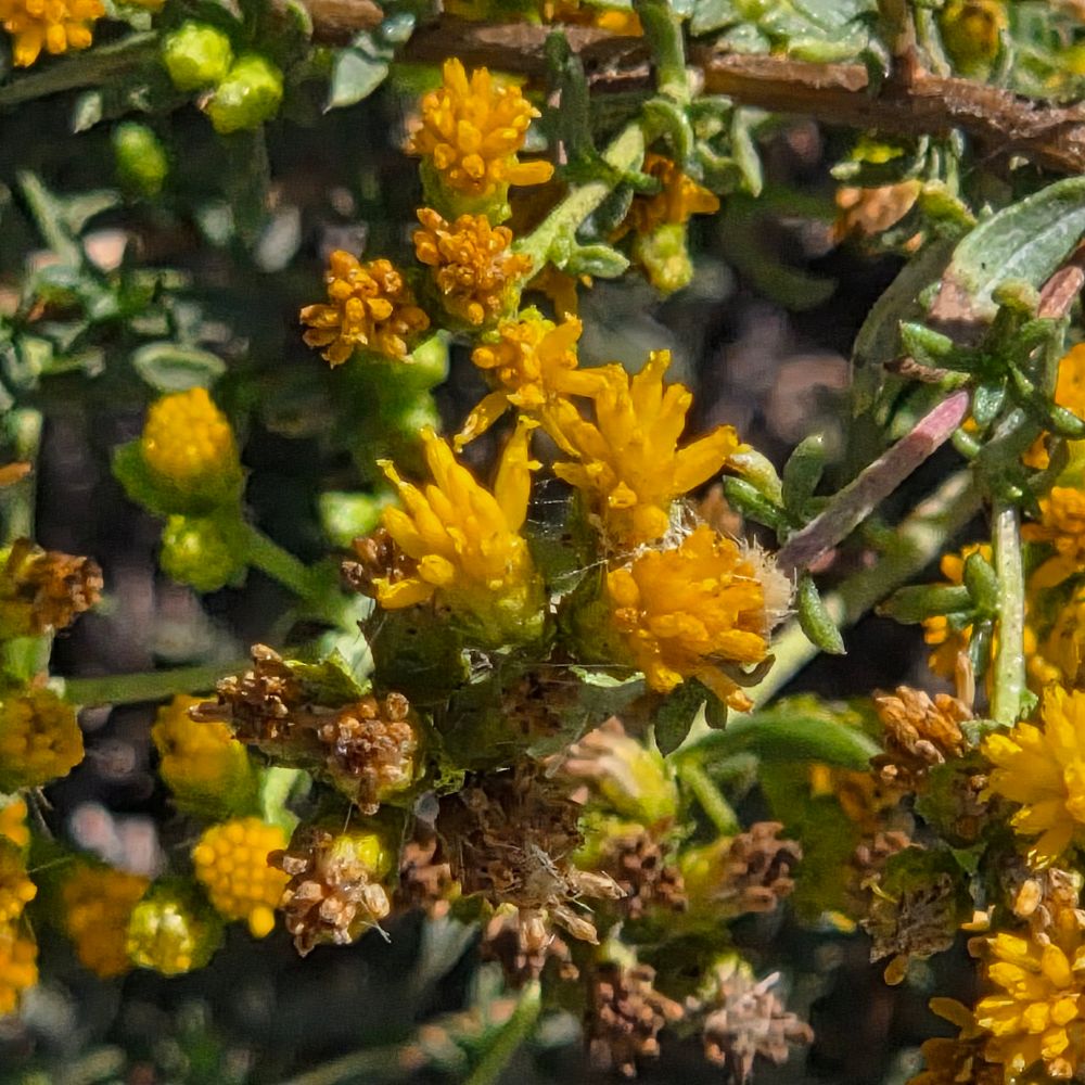 Coastal Goldenbushes budding and blooming, Cabrillo National Monument, Point Loma, San Diego, August 31, 2025. More flora and fauna photos: https://www.inaturalist.org/observations?place_id=any&user_id=dgrimmphd&verifiable=any #Flower #Flowers #Nature #Goldenbush #Goldenbushes #CoastalGoldenbush #CoastalTrail #CabrilloNationalMonument #SanDiego