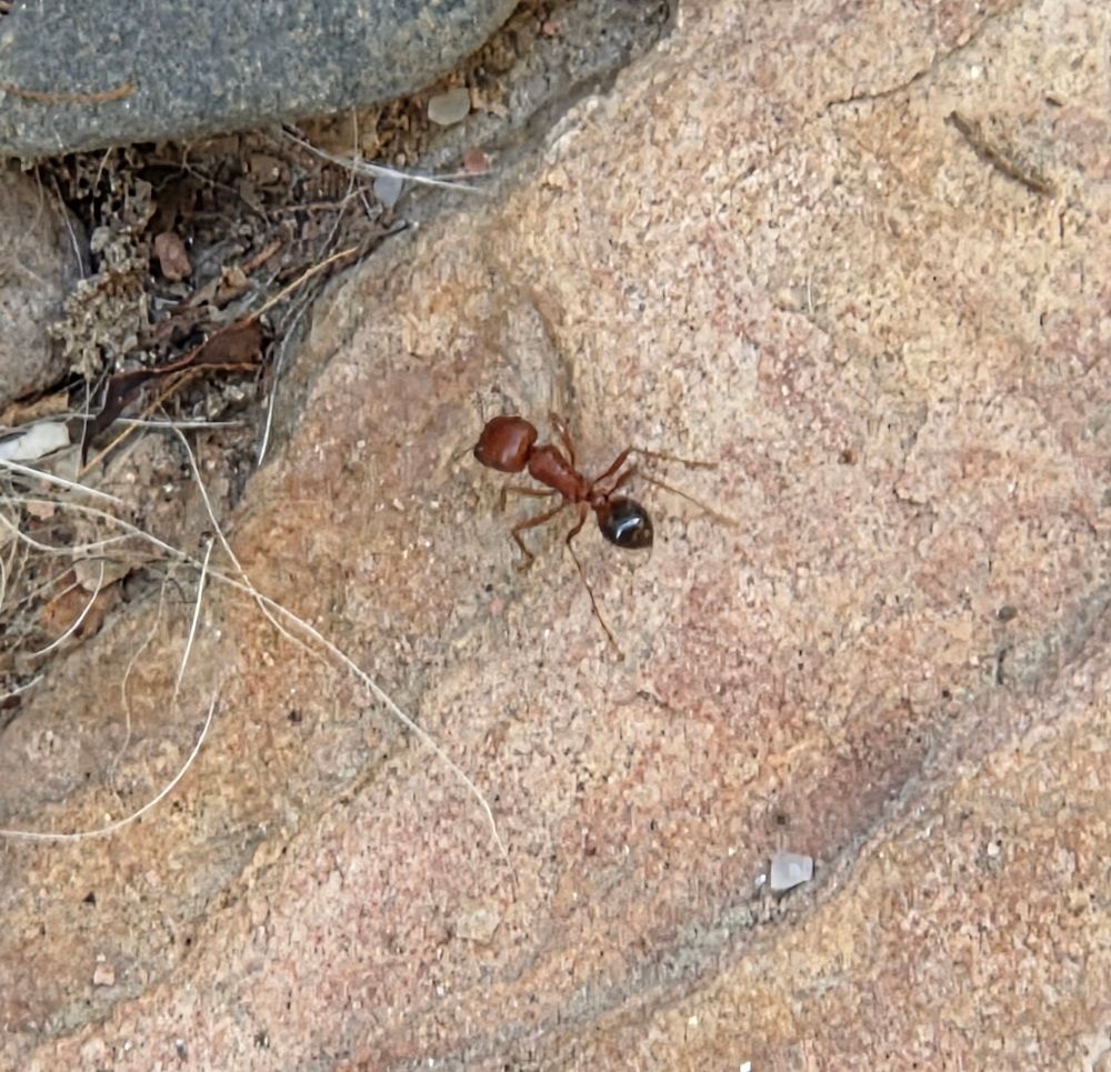 California Harvester Ant, Historic Villa Roma, Palm Springs, September 5, 2025. More flora & fauna photos: https://www.inaturalist.org/observations?place_id=any&user_id=dgrimmphd&verifiable=any #Insect #Insects #Nature #Wildlife #Ant #Ants #CaliforniaHarvesterAnt #PalmSprings