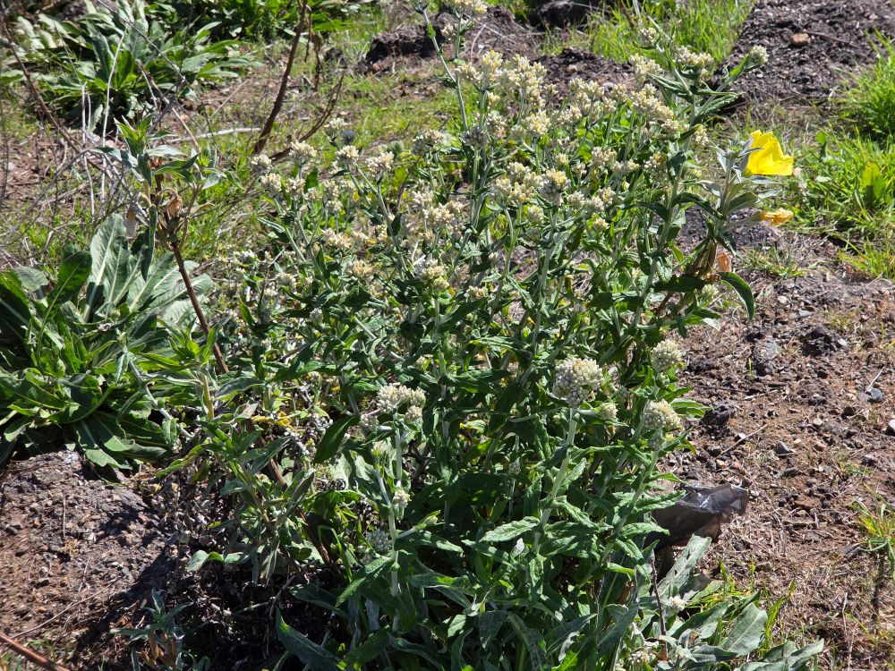Tall Evening Primrose blooming, Pismo Beach, December 4, 2025.

More flora and fauna photos:

https://www.inaturalist.org/observations?place_id=any&user_id=dgrimmphd&verifiable=any

#Flower
#Flowers
#Nature
#Primrose
#Primroses
#TallEveningPrimrose
#PismoBeach
#CentralCoast