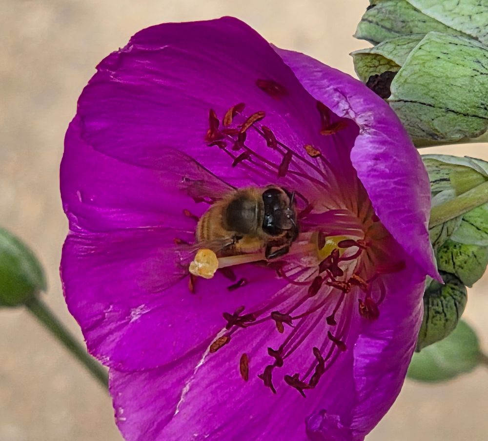 Western Honey Bee pollinating a Rock Purslane, The Lodge at Torrey Pines, Torrey Pines, September 1, 2025. More flora and fauna photos: https://www.inaturalist.org/observations?place_id=any&user_id=dgrimmphd&verifiable=any #Insect #Insects #Nature #Wildlife #Bee #Bees #WesternHoneyBee #TheLodgeatTorreyPines #TorreyPines #LaJolla #SanDiego