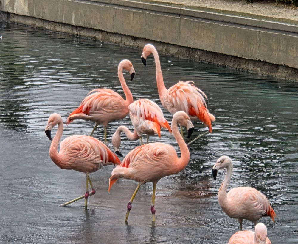 Chilean Flamingo, JW Marriott Desert Springs Resort and Spa, Palm Desert, November 15, 2025.

More flora and photos:

https://www.inaturalist.org/observations?place_id=any&user_id=dgrimmphd&verifiable=any

#Bird
#Birds
#Nature
#Wildlife
#BirdsUS
#Flamingo
#Flamingos
#ChileanFlamingo
#PalmDesert