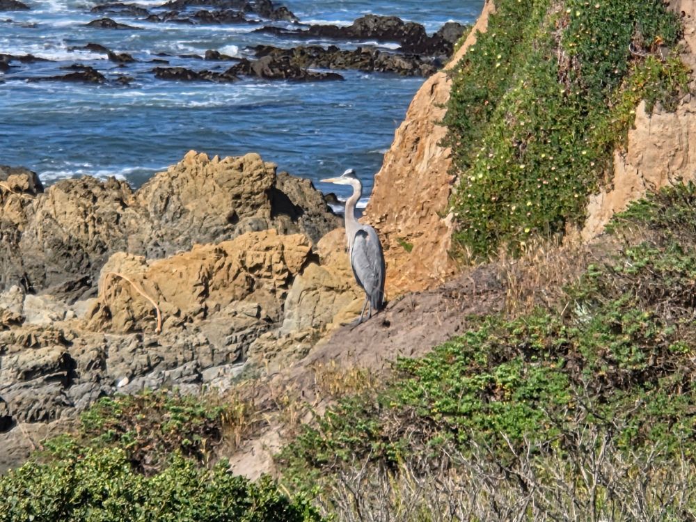 Great Blue Heron on the
bluff, Bluff Trail, Fiscalini Ranch Preserve, May 9, 2025.

More flora and fauna photos:

https://www.inaturalist.org/observations?place_id=any&user_id=dgrimmphd&verifiable=any

#Bird
#Birds
#Nature
#Wildlife
#Birdsus
#Heron
#Herons
#GreatBlueHeron
#MoonstoneBeach
#MoonstoneBeachBoardwalk