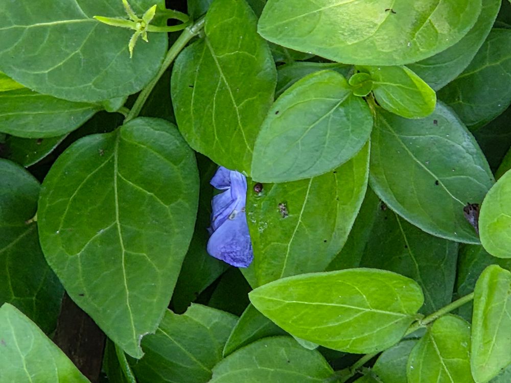 Greater Periwinkle blooming, The Lodge at Torrey Pines, Torrey Pines, La Jolla, August 28, 2025. More flora and fauna photos: https://www.inaturalist.org/observations?place_id=any&user_id=dgrimmphd&verifiable=any #Flower #Flowers #Nature #Periwinkle #Periwinkles #GreaterPeriwinkle #TheLodgeatTorreyPines #TorreyPines #LaJolla #SanDiego