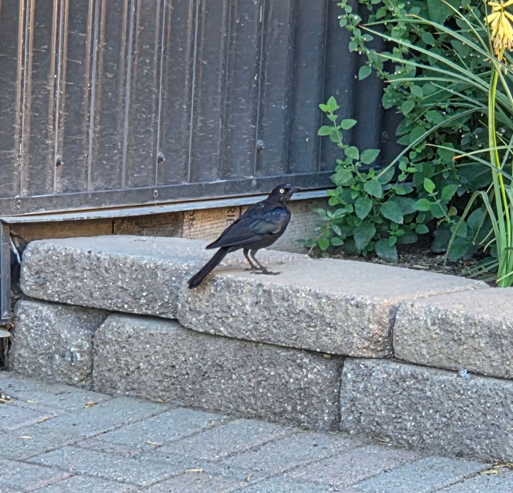 Brewer's Blackbird, Bob Sled Hiking Trail, Big Bear, San Bernardino National Forest, August 5, 2025.

More flora and photos:

https://www.inaturalist.org/observations?place_id=any&user_id=dgrimmphd&verifiable=any

#Bird
#Birds
#Nature
#Wildlife
#BirdsUS
#Blackbird
#Blackbirds
#BrewersBlackbird
#BobSledHikingTrail
#SanBernardinoNationalForest 