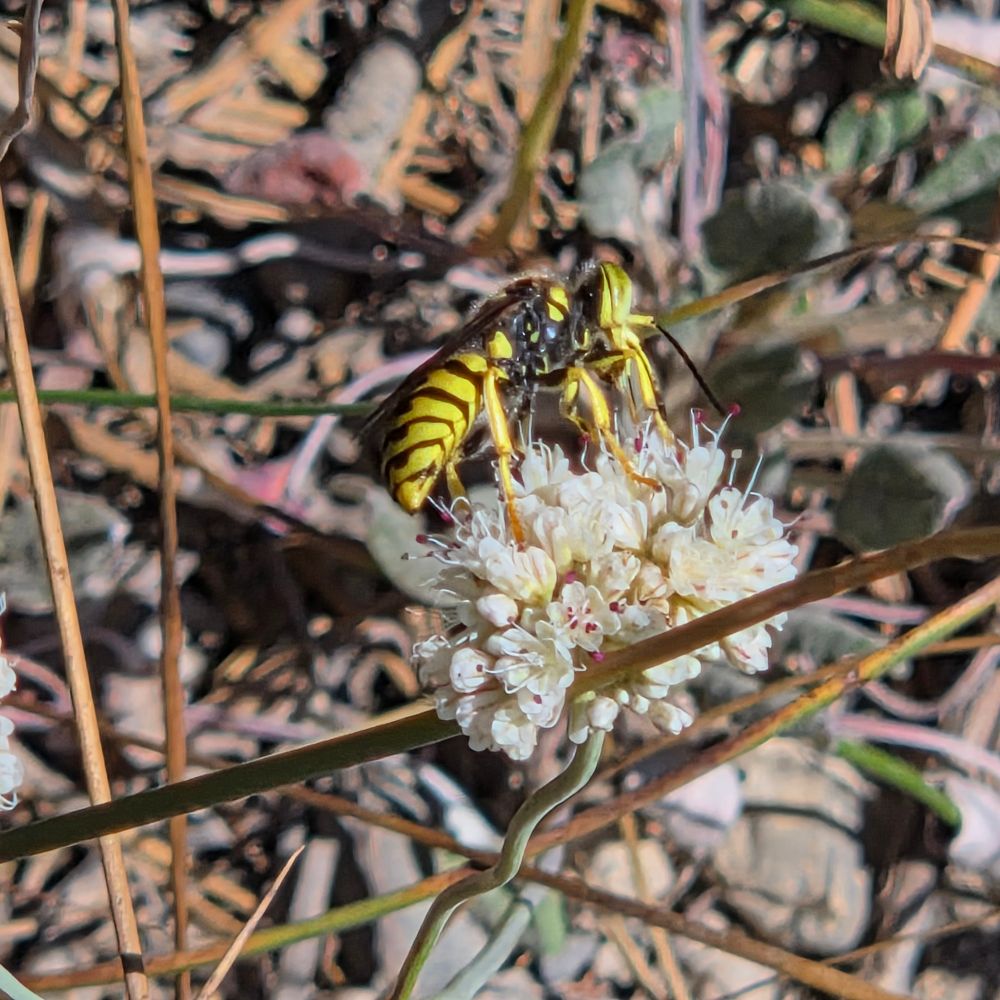 Prairie Yellowjacket pollinating a Naked Buckwheat, Yosemite National Park, Inyo National Forest, August 9, 2025.

More flora and fauna photos:

https://www.inaturalist.org/observations?place_id=any&user_id=dgrimmphd&verifiable=any

#Insect
#Insects
#Nature
#Wildlife
#PrairieYellowjacket
#InyoNationalForest
#YosemiteNationalPark