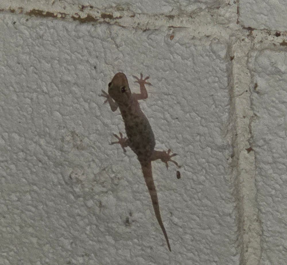 Mediterranean Gecko, Historic Villa Roma, Palm Springs, July 17, 2025. More flora and fauna photos: https://www.inaturalist.org/observations?place_id=any&user_id=dgrimmphd&verifiable=any #Reptile #Reptiles #Nature #Wildlife #Lizard #Lizards #Gecko #Geckos #MediterraneanGecko #PalmSprings