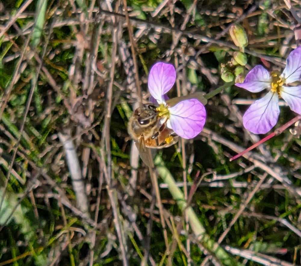 Western Honey Bee pollinating Wild Radish, Palm Springs, Coachella Valley, November 28, 2025.

More flora and fauna photos:

https://www.inaturalist.org/observations?place_id=any&user_id=dgrimmphd&verifiable=any

#Insect
#Insects
#Nature
#Wildlife
#Bee
#Bees
#WesternHoneyBee
#WildRadish
#PalmSprings
#CoachellaValley