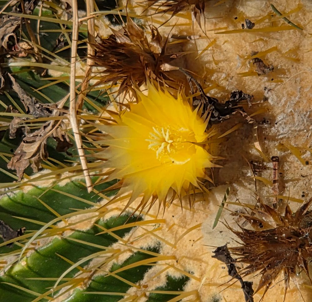 Golden Barrel Cactus blooming, Palm Springs, Coachella Valley, November 13, 2025.

More flora and fauna photos:

https://www.inaturalist.org/observations?place_id=any&user_id=dgrimmphd&verifiable=any

#Flower
#Flowers
#Nature
#Cactus
#Cacti
#GoldenBarrelCactus
#PalmSprings
#CoachellaValley
