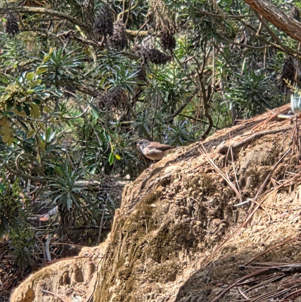 Dark-eyed Junco, The Lodge at Torrey Pines, La Jolla, September 2, 2025. More flora and photos: https://www.inaturalist.org/observations?place_id=any&user_id=dgrimmphd&verifiable=any #Bird #Birds #Nature #Wildlife #BirdsUS #Junco #Juncos #DarkeyedJunco #TheLodgeatTorreyPines #TorreyPines #LaJolla #SanDiego