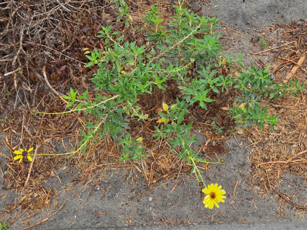 California Brittlebushes blooming, Torrey Preserve, Torrey Pines State Beach, Torrey Pines, August 28, 2025. More flora and fauna photos: https://www.inaturalist.org/observations?place_id=any&user_id=dgrimmphd&verifiable=any #Flower #Flowers #Nature #Brittlebush #Brittlebushes #CaliforniaBrittlebush #TorreyPreserve #TorreyPinesStateBeach #LaJolla
