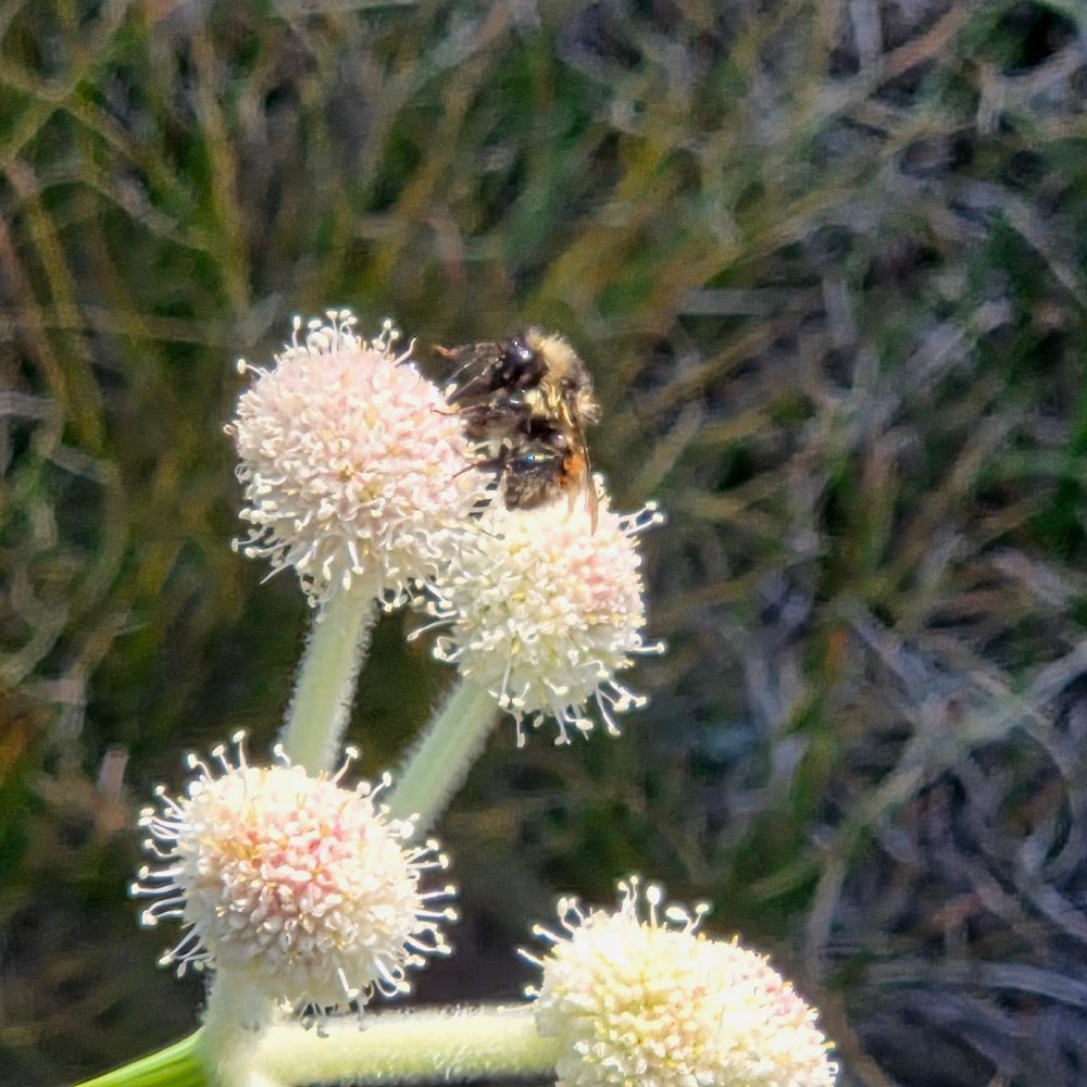 Forest Bumble Bee pollinating a Rangers Buttons, Yosemite National Park, Inyo National Forest, August 9, 2025.

More flora and fauna photos:

https://www.inaturalist.org/observations?place_id=any&user_id=dgrimmphd&verifiable=any

#Insect
#Insects
#Nature
#Wildlife
#Bee
#Bees
#ForestBumbleBee
#InyoNationalForest
#YosemiteNationalPark