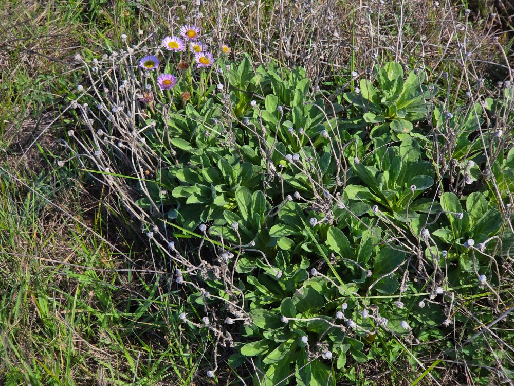 Seaside Daisy budding and blooming, Bluff Trail, Fiscalini Ranch Preserve, Cambria, Central Coast, November 29, 2025.

More flora and fauna photos:

https://www.inaturalist.org/observations?place_id=any&user_id=dgrimmphd&verifiable=any

#Flower
#Flowers
#Nature
#Daisy
#Daisies
#SeasideDaisy
#BluffTrail
#FiscaliniRanchPreserve
#Cambria