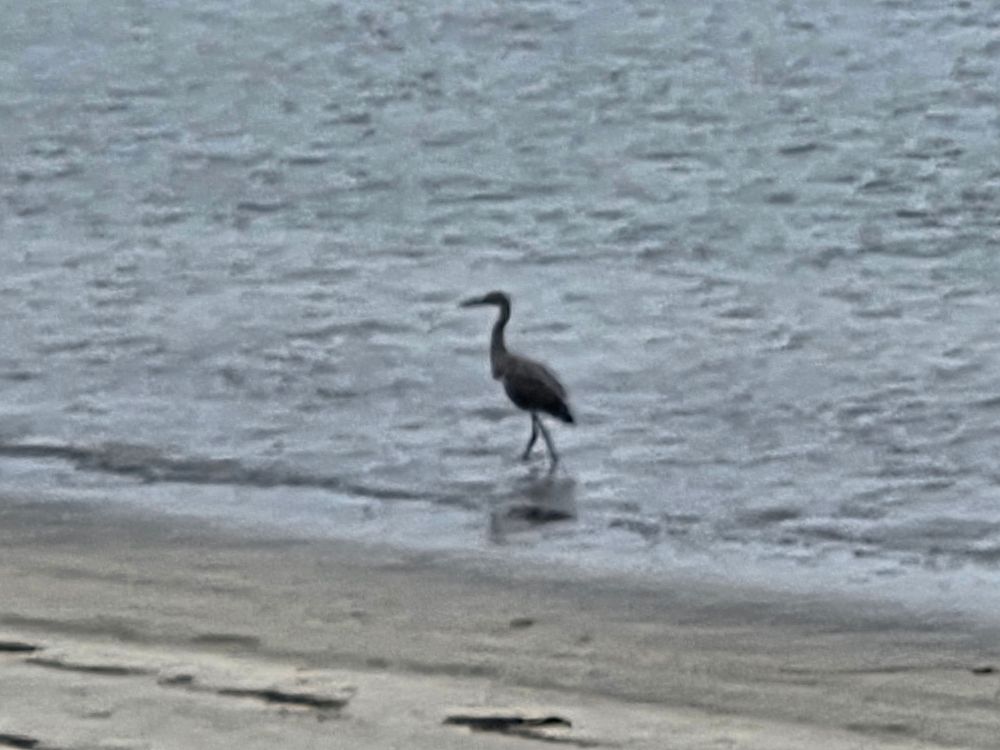Dickey's Egret, a life first for me, Torrey Preserve, Torrey Pines State Beach, August 28, 2025. More flora and photos: https://www.inaturalist.org/observations?place_id=any&user_id=dgrimmphd&verifiable=any #Bird #Birds #Nature #Wildlife #BirdsUS #Egret #Egrets #DickeysEgret #TorreyPreserve #TorreyPines #TorreyPinesStateBeach