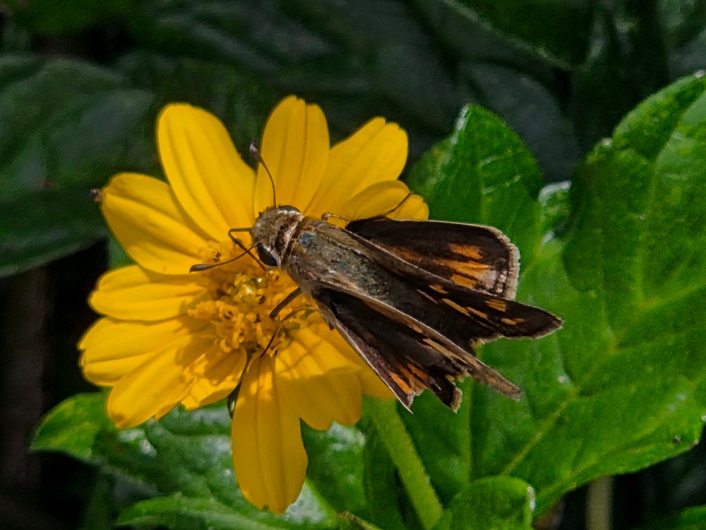 Fiery Skipper pollinating, The Lodge at Torrey Pines, Torrey Pines, La Jolla, San Diego, September 1, 2025. More flora & fauna photos: https://www.inaturalist.org/observations?place_id=any&user_id=dgrimmphd&verifiable=any #Insect #Insects #Nature #Wildlife #Butterfly #Butterflies #FierySkipper #TheLodgeatTorreyPines #TorreyPines #SanDiego