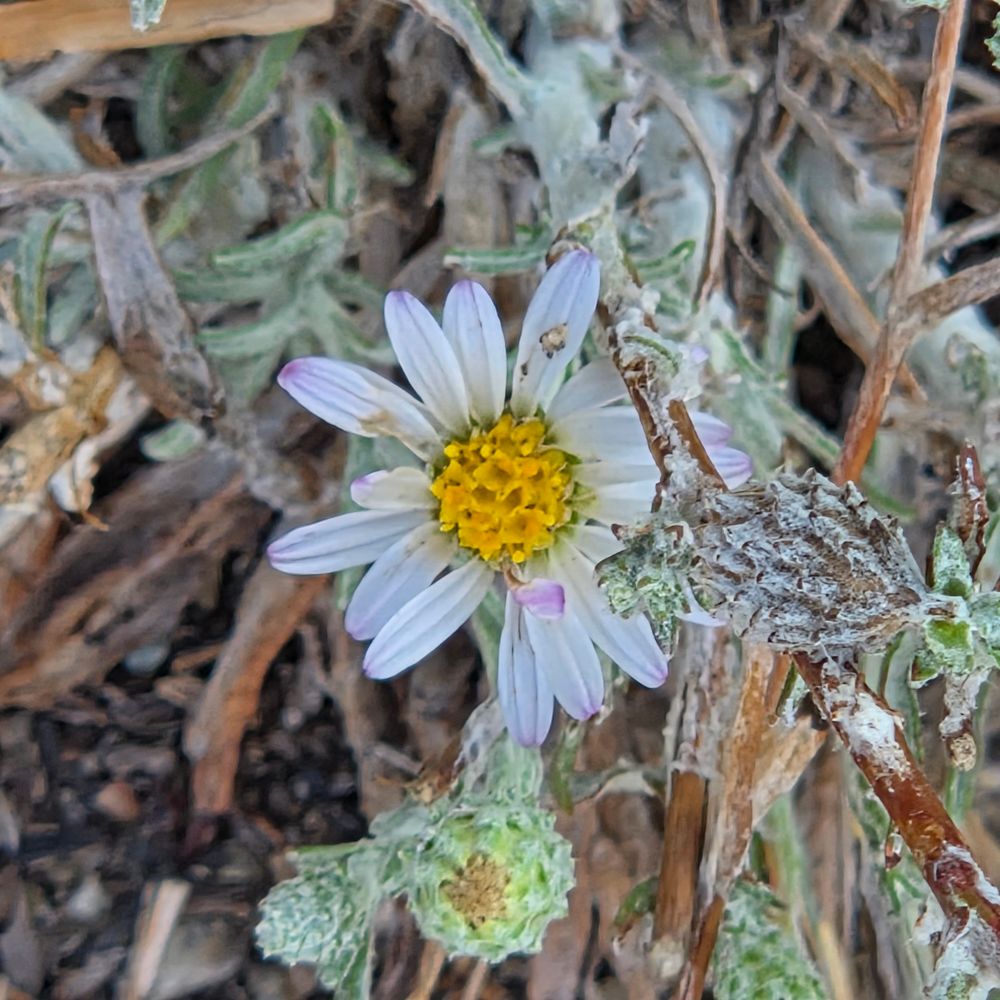 California Asters budding and blooming, Torrey Preserve, Torrey Pines State Beach, Torrey Pines, August 28, 2025. More flora & fauna photos: https://www.inaturalist.org/observations?place_id=any&user_id=dgrimmphd&verifiable=any #Flower #Flowers #Nature #Aster #Asters #CaliforniaAster #TorreyPreserve #TorreyPinesStateBeach #LaJolla