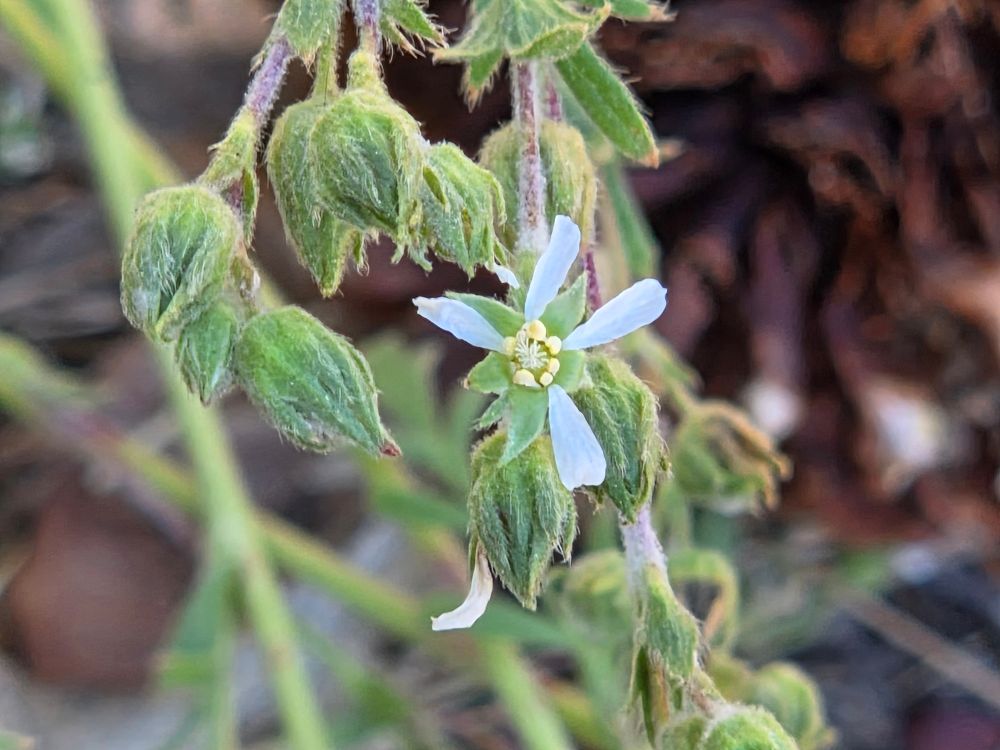 Rydberg's Horkelias budding and blooming, Aspen Glen Picnic Area, San Bernardino National Forest, August 7, 2025.

More flora & fauna photos:

https://www.inaturalist.org/observations?place_id=any&user_id=dgrimmphd&verifiable=any

#Flower
#Flowers
#Nature
#Horkelia
#Horkelias
#RydbergsHorkelia
#AspenGlenPicnicArea
#SanBernardinoNationalForest