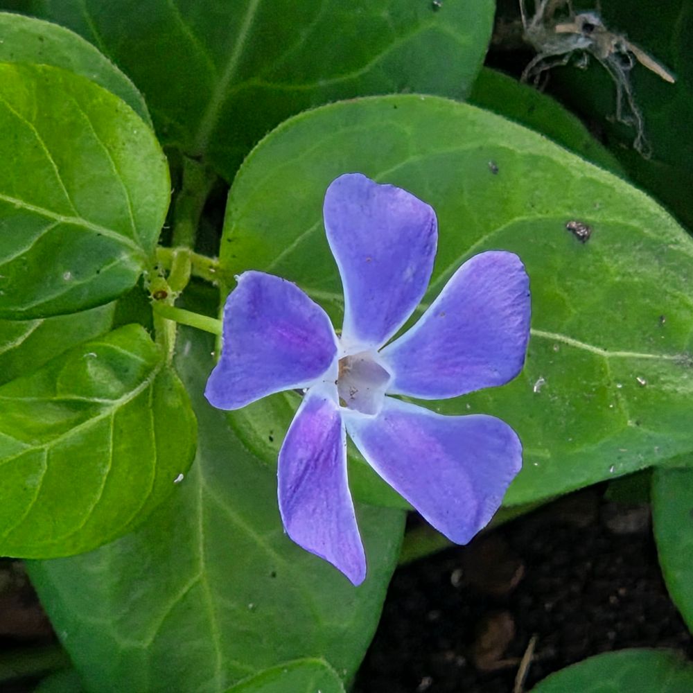 Greater Periwinkle blooming, The Lodge at Torrey Pines, Torrey Pines, La Jolla, August 28, 2025. More flora and fauna photos: https://www.inaturalist.org/observations?place_id=any&user_id=dgrimmphd&verifiable=any #Flower #Flowers #Nature #Periwinkle #Periwinkles #GreaterPeriwinkle #TheLodgeatTorreyPines #TorreyPines #LaJolla #SanDiego