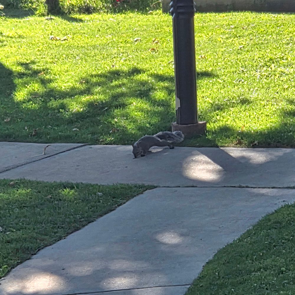 Western Gray Squirrel, Big Bear Lake, San Bernardino National Forest, August 7, 2025.

More flora and fauna photos:

https://www.inaturalist.org/observations?place_id=any&user_id=dgrimmphd&verifiable=any

#Mammal
#Mammals
#Nature
#Wildlife
#Squirrel
#Squirrels
#WesternGraySquirrel
#SanBernardinoNationalForest
#SanBernardinoMountains