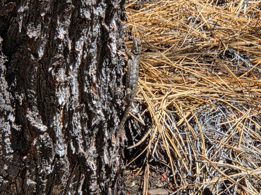 Southern Sagebrush Lizard, Maple Hills Trails, San Bernardino National Forest, August 6, 2025.

More flora & fauna photos:

https://www.inaturalist.org/observations?place_id=any&user_id=dgrimmphd&verifiable=any

#Reptile
#Reptiles
#Nature
#Wildlife
#Lizard
#Lizards
#SouthernSagebrushLizard
#SanBernardinoNationalForest
#SanBernardinoMountains