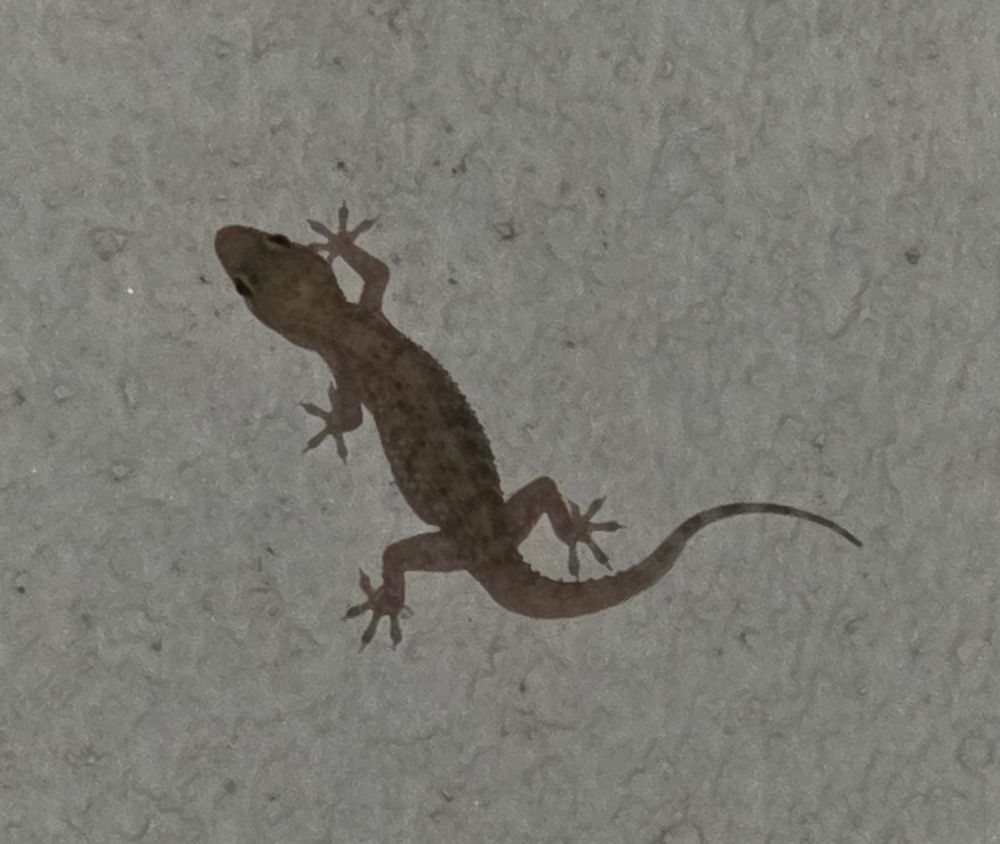 Mediterranean Gecko, Historic Villa Roma, Palm Springs, September 5, 2025. More flora and fauna photos: https://www.inaturalist.org/observations?place_id=any&user_id=dgrimmphd&verifiable=any #Reptile #Reptiles #Nature #Wildlife #Lizard #Lizards #Gecko #Geckos #MediterraneanGecko #PalmSprings
