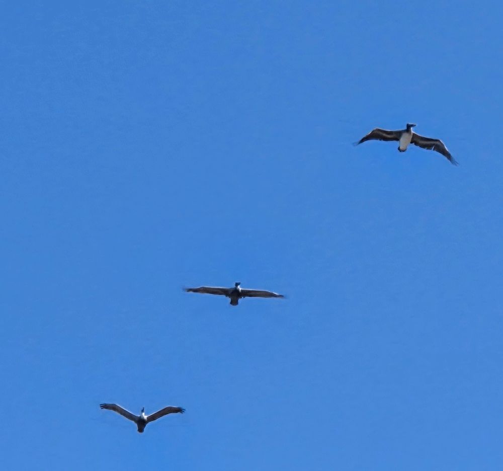Brown Pelicans, Coastal Trail at Cabrillo National Monument, Point Loma, August 31, 2025. More flora and photos: https://www.inaturalist.org/observations?place_id=any&user_id=dgrimmphd&verifiable=any #Bird #Birds #Nature #Wildlife #BirdsUS #Pelican #Pelicans #BrownPelican #CoastalTrail #CabrilloNationalMonument #PointLoma #SanDiego