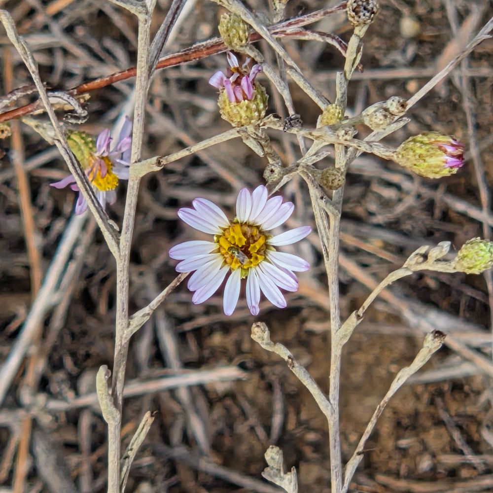 California Asters budding and blooming, Torrey Preserve, Torrey Pines State Beach, Torrey Pines, August 28, 2025. More flora & fauna photos: https://www.inaturalist.org/observations?place_id=any&user_id=dgrimmphd&verifiable=any #Flower #Flowers #Nature #Aster #Asters #CaliforniaAster #TorreyPreserve #TorreyPinesStateBeach #LaJolla