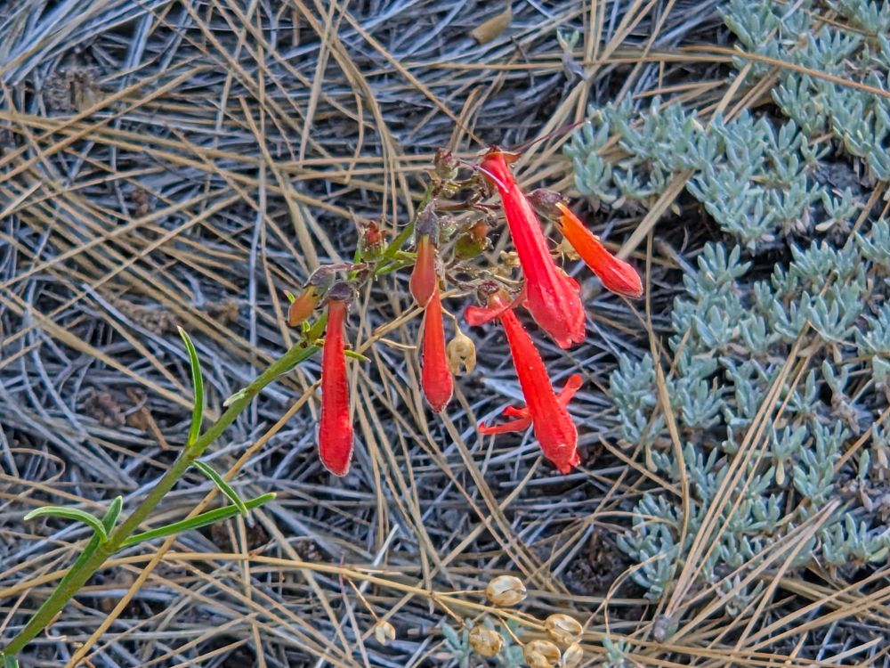 Bridges' Penstemon budding and blooming, Aspen Glen Picnic Area, San Bernardino National Forest, August 7, 2025.

More flora & fauna photos:

https://www.inaturalist.org/observations?place_id=any&user_id=dgrimmphd&verifiable=any

#Flower
#Flowers
#Nature
#Penstemon
#Penstemons
#BridgesPenstemon
#AspenGlenPicnicArea
#SanBernardinoNationalForest