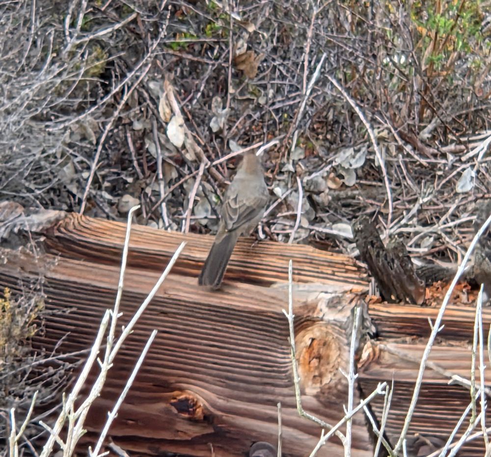 California Towhee, Torrey Preserve, Torrey Pines State Beach, Torrey Pines, San Diego, August 28, 2025. More flora and photos: https://www.inaturalist.org/observations?place_id=any&user_id=dgrimmphd&verifiable=any #Bird #Birds #Nature #Wildlife #BirdsUS #Towhee #Towhees #CaliforniaTowhee #TorreyPreserve #TorreyPinesStateBeach #LaJolla #SanDiego