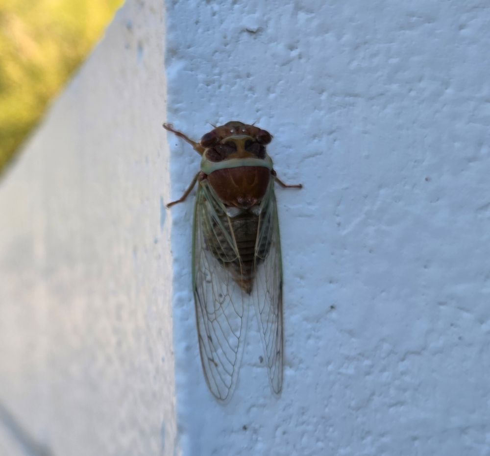Citrus Cicada, Historic Villa Roma, Palm Springs, July 29, 2025. More flora & fauna photos: https://www.inaturalist.org/observations?place_id=any&user_id=dgrimmphd&verifiable=any #Insect #Insects #Nature #Wildlife #Butterfly #Butterflies #Cicada #Cicadas #CitrusCicada #PalmSprings
