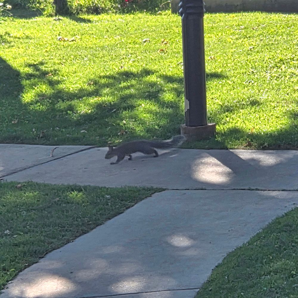 Western Gray Squirrel, Big Bear Lake, San Bernardino National Forest, August 7, 2025.

More flora and fauna photos:

https://www.inaturalist.org/observations?place_id=any&user_id=dgrimmphd&verifiable=any

#Mammal
#Mammals
#Nature
#Wildlife
#Squirrel
#Squirrels
#WesternGraySquirrel
#SanBernardinoNationalForest
#SanBernardinoMountains