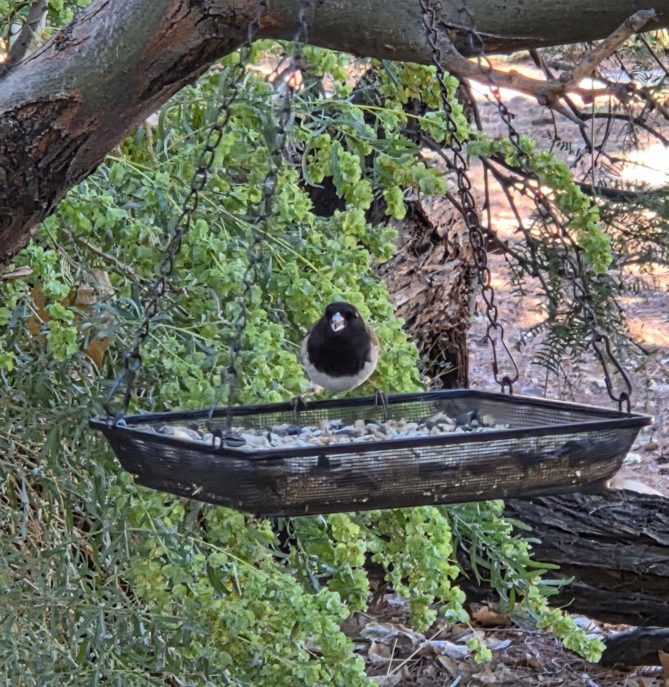 Dark-eyed Junco at the feeder, Big Morongo Canyon Preserve, Sand to Snow National Monument, November 6, 2025.

More flora and photos:

https://www.inaturalist.org/observations?place_id=any&user_id=dgrimmphd&verifiable=any

#Bird
#Birds
#Nature
#Wildlife
#BirdsUS
#Junco
#Juncos
#DarkeyedJunco
#BigMorongoCanyonPreserve
#SandtoSnowNationalMonument