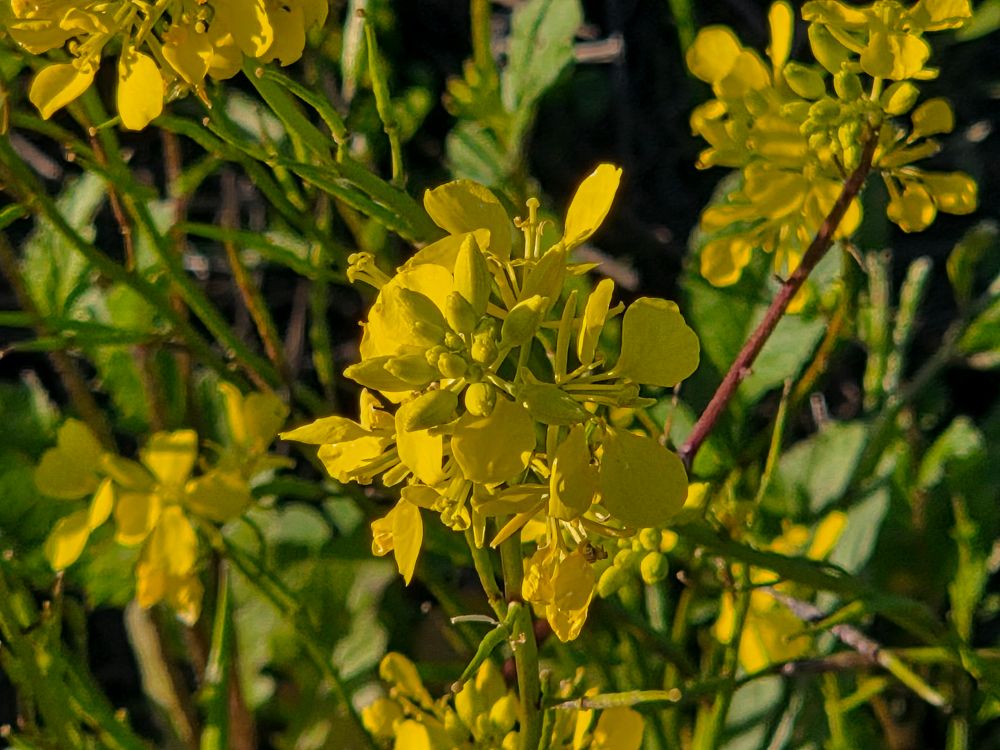 Chalock budding and blooming, Morro Bay, Central Coast, December 2, 2025.

More flora and fauna photos:

https://www.inaturalist.org/observations?place_id=any&user_id=dgrimmphd&verifiable=any

#Flower
#Flowers
#Nature
#Alyssum
#Alyssums
#Chalock
#MorroBay
#CentralCoast