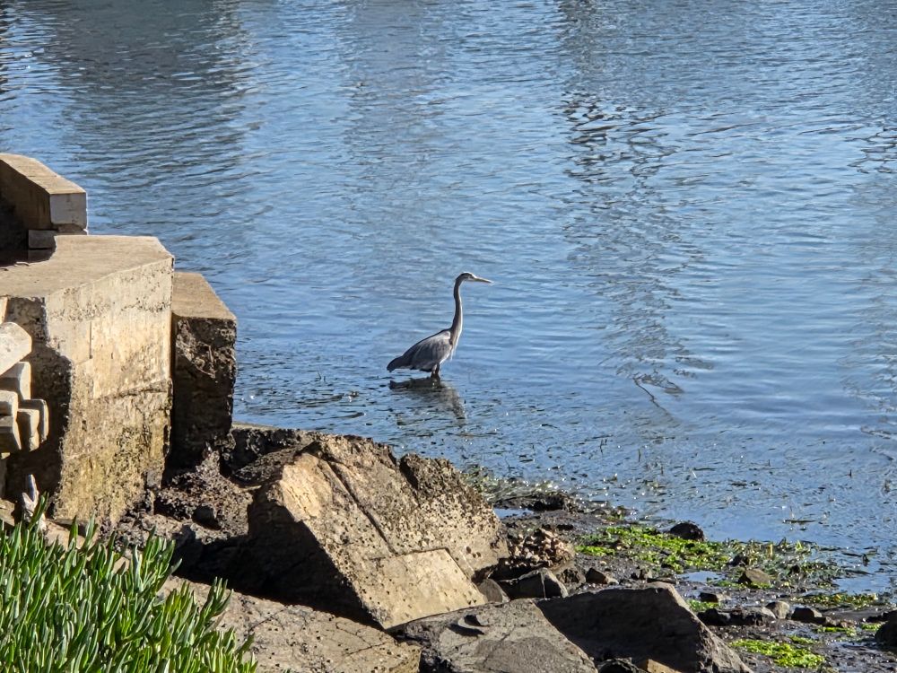 Great Blue Heron, Morro Bay State Marine Recreational Management Area, November 30, 2025.

More flora and photos:

https://www.inaturalist.org/observations?place_id=any&user_id=dgrimmphd&verifiable=any

#Bird
#Birds
#Nature
#Wildlife
#BirdsUS
#Heron
#Herons
#GreatBlueHeron
#MorroBayStateMarineRecreationalManagementArea
#MorroBayStateMarineReserve