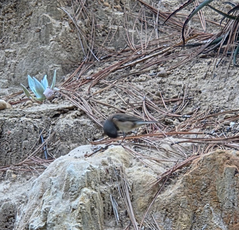 Dark-eyed Junco foraging for breakfast, The Lodge at Torrey Pines, La Jolla, September 1, 2025. More flora and photos: https://www.inaturalist.org/observations?place_id=any&user_id=dgrimmphd&verifiable=any #Bird #Birds #Nature #Wildlife #BirdsUS #Junco #Juncos #DarkeyedJunco #TheLodgeatTorreyPines #TorreyPines #LaJolla #SanDiego