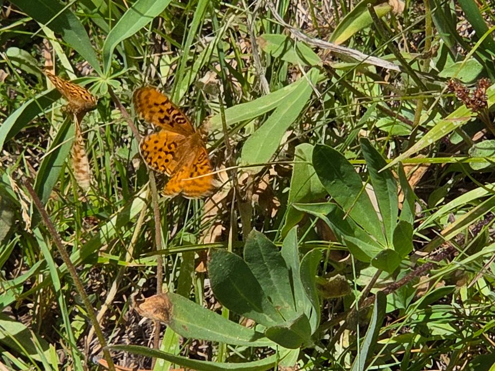 Unmormon-like Mormon Fritillary three-way, Yosemite National Park, Inyo National Forest, August 9, 2025.

More flora and fauna photos:

https://www.inaturalist.org/observations?place_id=any&user_id=dgrimmphd&verifiable=any

#Insect
#Insects
#Nature
#Wildlife
#Butterfly
#Butterflies
#Fritillary
#MormonFritillary
#InyoNationalForest
#YosemiteNationalPark