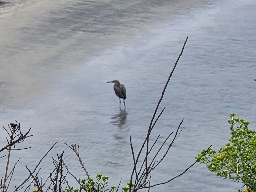 Dickey's Egret, a life first for me, Torrey Preserve, Torrey Pines State Beach, August 28, 2025. More flora and photos: https://www.inaturalist.org/observations?place_id=any&user_id=dgrimmphd&verifiable=any #Bird #Birds #Nature #Wildlife #BirdsUS #Egret #Egrets #DickeysEgret #TorreyPreserve #TorreyPines #TorreyPinesStateBeach